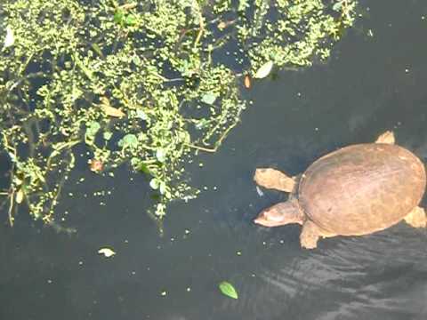 A Relaxed Turtle Takes A Swim