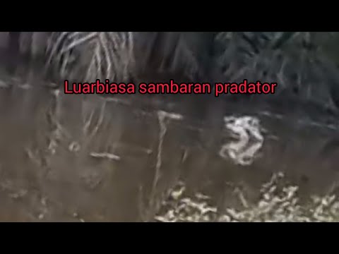 📌SAMBARANYA BIKIN KETAGIH🔥 MASIH ADA CINTAYA ☺️☺️☺️