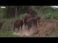 Most Nail-Biting Moments | Top 5 | BBC Earth