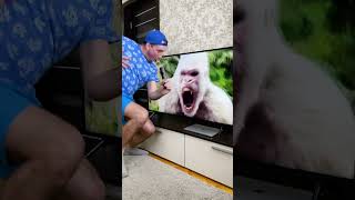 Gorilla Funny Moment 🤣 #shorts