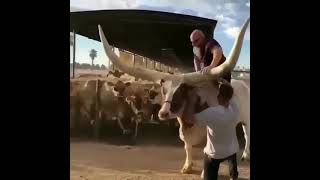 Dunyodagi Eng Shoxi Katta Hayvon