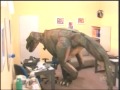 Dinossauro Na Entrevista Pegadinha In Dita Programa Silvio Santos images Dinossauro Na Entrevista Pegadinha In Dita Programa Silvio Santos