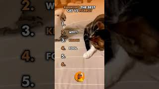 Ranking The Best Cat Vs Parrot