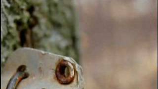 National Maple Syrup Festival On Across Indiana