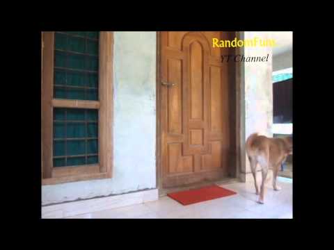 Dog knocking door - YouTube
