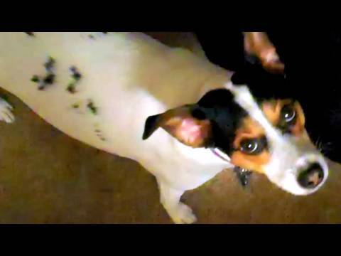 This Puppy Is EVIL! (11.22.09 - Day 206)