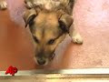 Baltic the Sea Dog Swimming Through Fan Mail