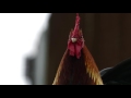 The Goodwin project (trailer)-most amazing family