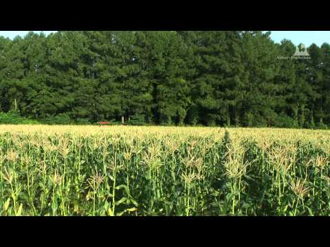 嶽きみ（だけきみ）収穫風景 - サンプル動画 - 0001A
