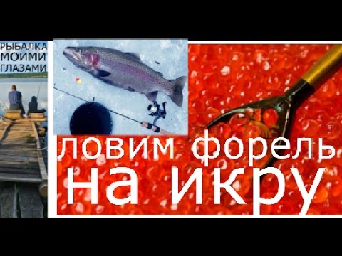 ловить на красную икру ловить на красную икру