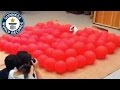 Fastest time to pop 100 balloons by a dog - Guinness World Re...