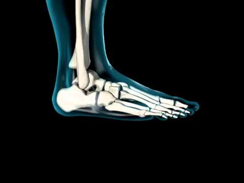 Ankle Joint, Bones of Foot - 3D Medical Animation || ABP © - YouTube