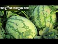 ইন্ডিয়ান পাখিজা/গ্রামীণ তরমুজ চাষ পদ্ধতি/ তিন বন্ধুর ৭৫ বিঘার কোটি টাকার তরমুজ প্রজেক্ট / Watermelon