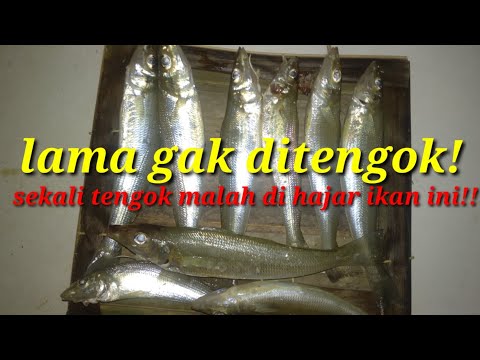 Lama gak di tengok malah pesta strike lemujung