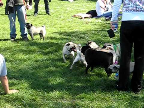 pug sunday san francisco pug sunday in san francisco pug sunday san francisco pug sunday in san francisco