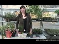 How to make a miniature garden Easter centerpiece