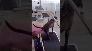 Shocking Dog Pooped On The Groomer