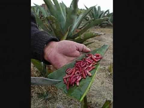 Image Result For Receta De Cocina Prehispanica Image Result For Receta De Cocina Prehispanica