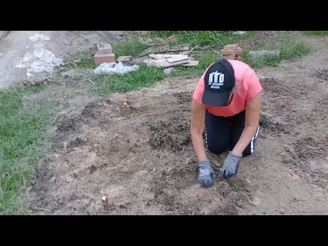 How to plant cassava using two different methods. How to plant cassava using two different methods.