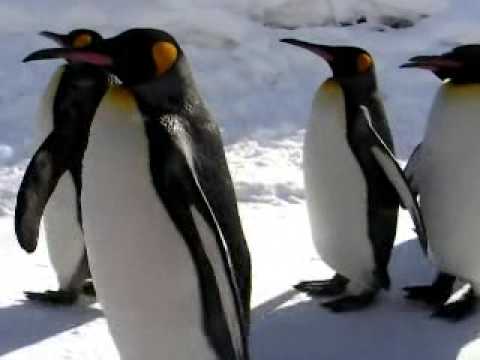 旭山動物園：ペンギンの散歩午前の部_Feb．4th．2008