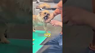 This Is Very Important To Know If You Have A Dog