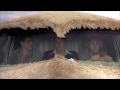 Watch: Dumb And Dumber To Introducing Wildcat Dumb And Dumber To Introducing Wildcat