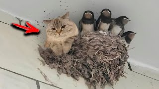 Cat In The Nest Frightened The Pers By But Looking Closer They Were Shocked