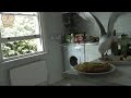 Greedy seagull swoops into kitchen and eats entire tuna salad before flying into a window