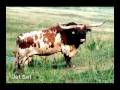 Jet Set - Texas Longhorn Bull