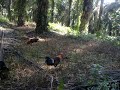 Pikat Ayam Hutan Rs images Pikat Ayam Hutan Rs