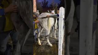 Best Wild Horses Mare Compilation Of Some Wild Horse Fights Video 257