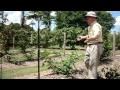 Dr. Arlie Powell demonstrating how to trellis blackberries. Petals from the Past