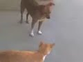 Relazione interazziale-omosessuale tra cane e gatto maschi!
