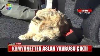 Kamyonetten aslan yavrusu çıktı