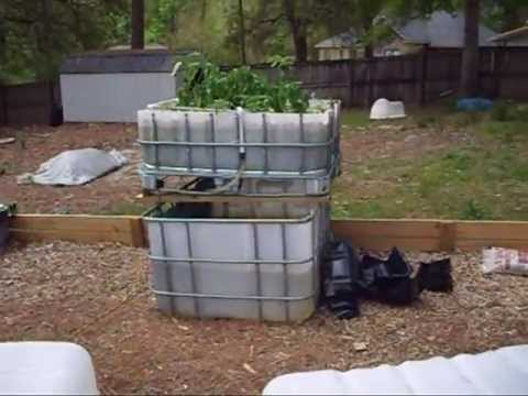 Single IBC Tote Aquaponics System, Update 1 | How To Save ...