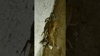 Natures Creepy Critters In Arizona - Wolf Spider Wasp Scorpion