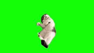 Green Screen Sleeping Cat Meme