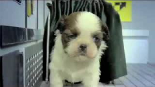 Watch Parry Gripp Fuzzy Fuzzy Cute Cute video