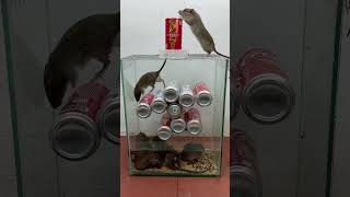 Best Homemade Mouse Trap Ideas // Mouse Trap 2 #Rat #Rattrap #Mousetrap #Shorts