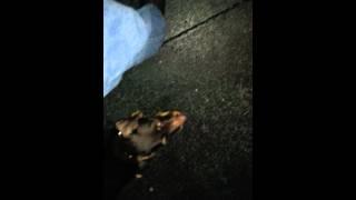 Jagdterrier Obedience