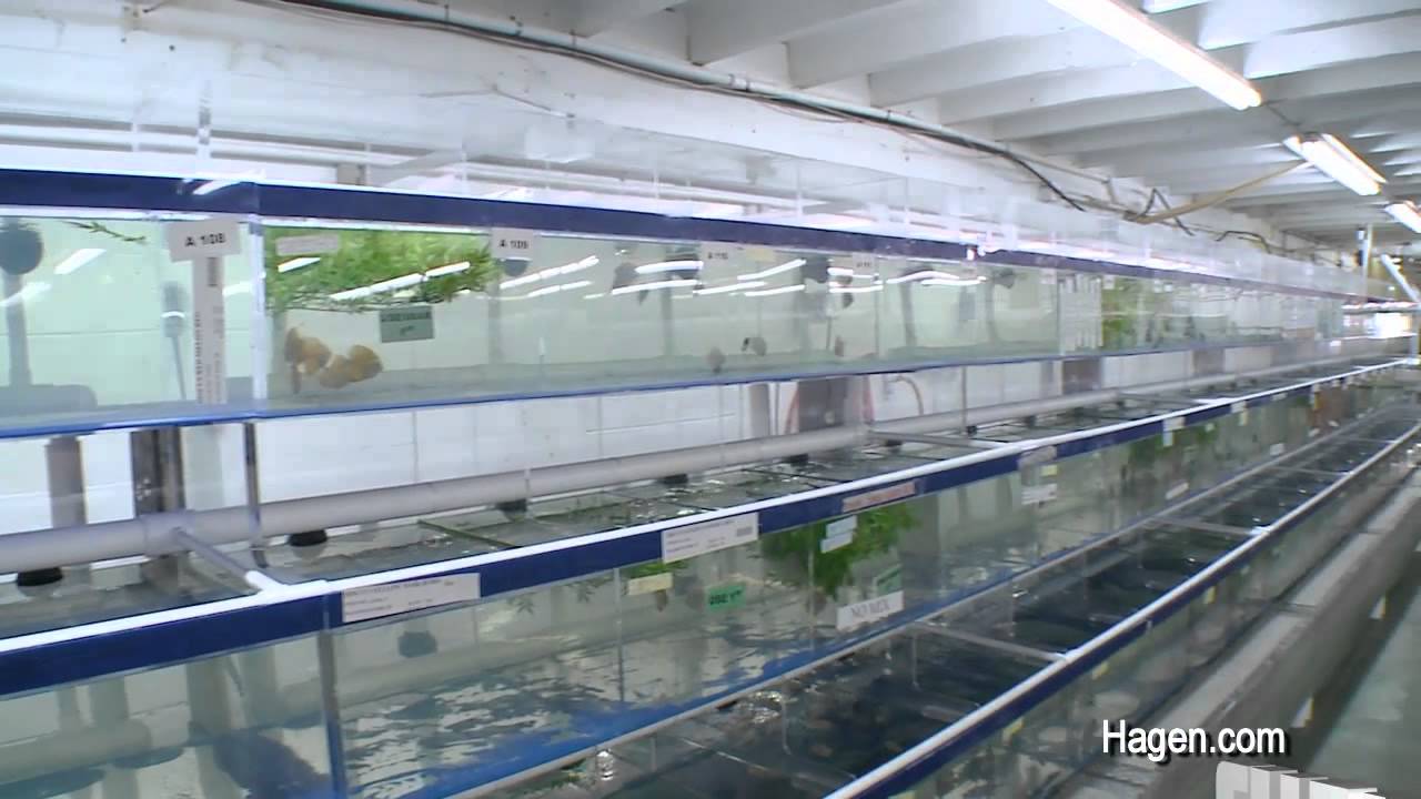 Segrest Farms in Tampa with hundreds of thousands of fish ...