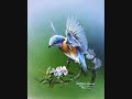 Blue Bird- Solo by Me and Kallie