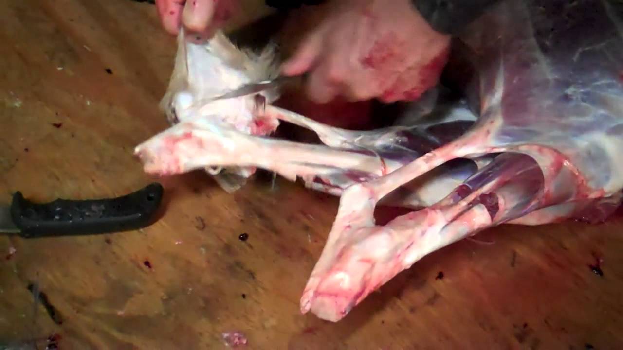 What do whitetail bucks tarsal glands look like? - YouTube