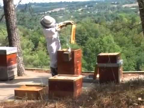 La récolte du miel YouTube