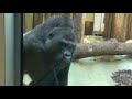 Gorilla attack in Berlin Zoo!