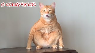 Приколы С Котами! Смешные Видео С Котами И Собаками! С Озвучкой! Смешные Животные!