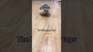 The Little Tippy Taps