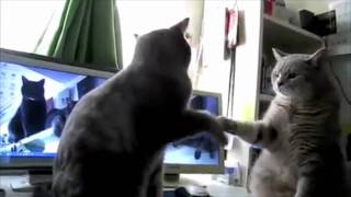 Thumb Dos gatos jugando Patty-Cake como si fueran niños