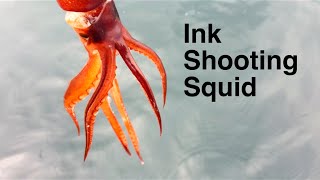 ink shooting squid splatoon in real life