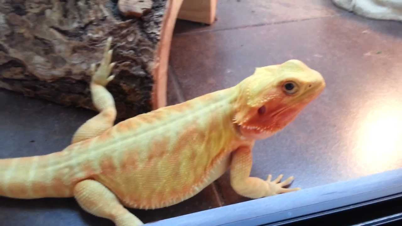 hypo translucent leatherback bearded dragon hypo translucent leatherback bearded dragon